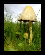 Fungi Art for Sale by Artist 02