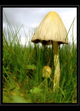 Fungi Art for Sale by Artist 02