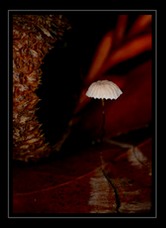 Fungi Art for Sale by Artist 03