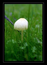 Fungi Art for Sale by Artist 18