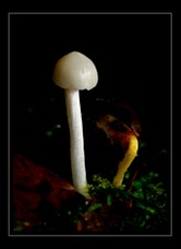 Fungi Art for Sale by Artist 07