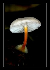 Fungi Art for Sale by Artist 04
