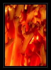 Fungi Art for Sale by Artist 01