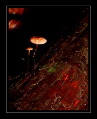 Fungi Art for Sale by Artist 11