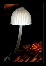 Fungi Art for Sale by Artist 17