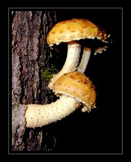 Fungi Art for Sale by Artist 15