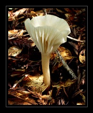 Fungi Art for Sale by Artist 10