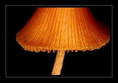 Fungi Art for Sale by Artist 05