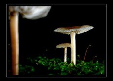 Fungi Art for Sale by Artist 09
