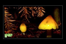 Fungi Art for Sale by Artist 16