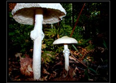 Fungi Art for Sale by Artist 14