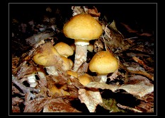 Fungi Art for Sale by Artist 13