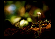 Fungi Art for Sale by Artist 12