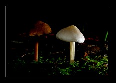 Fungi Art for Sale by Artist 06