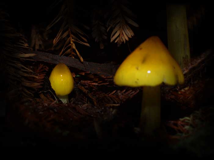 C Ribet Mycology Wild Mushroom Pictures and Fungi Kingdom Mushroom Art