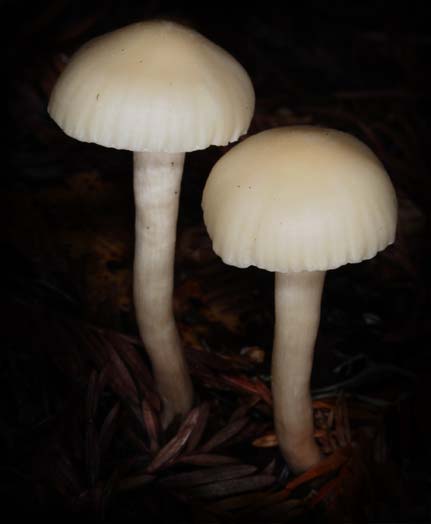 C Ribet Mycology Wild Mushroom Pictures and Fungi Kingdom Mushroom Art
