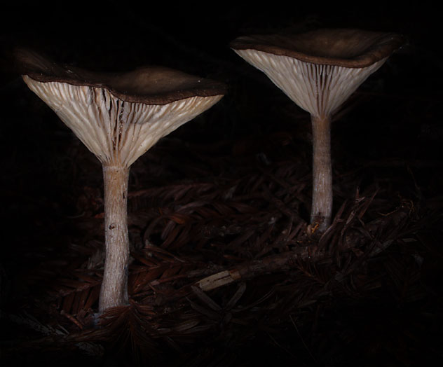 C Ribet Mycology Wild Mushroom Pictures and Fungi Kingdom Mushroom Art