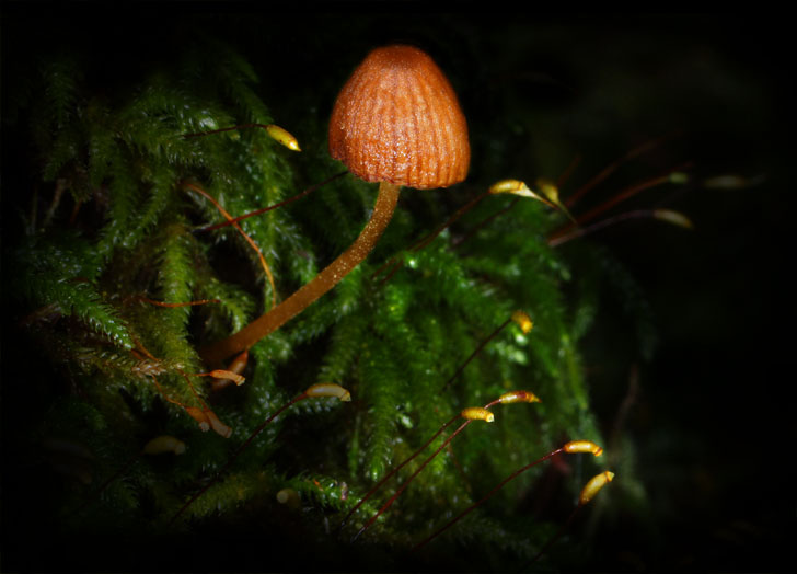 C Ribet Mycology Wild Mushroom Pictures and Fungi Kingdom Mushroom Art