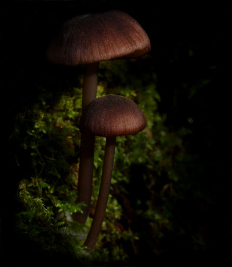 C Ribet Mycology Wild Mushroom Pictures and Fungi Kingdom Mushroom Art