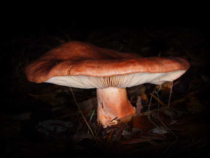 C Ribet Mycology Wild Mushroom Pictures and Fungi Kingdom Mushroom Art
