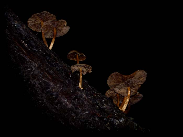 C Ribet Mycology Wild Mushroom Pictures and Fungi Kingdom Mushroom Art