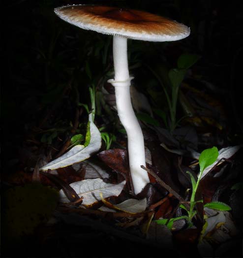 C Ribet Mycology Wild Mushroom Pictures and Fungi Kingdom Mushroom Art