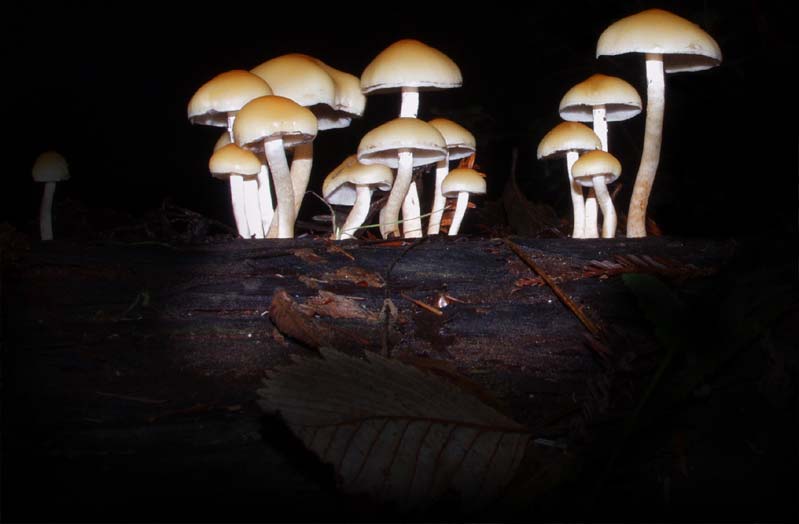 C Ribet Mycology Wild Mushroom Pictures and Fungi Kingdom Mushroom Art