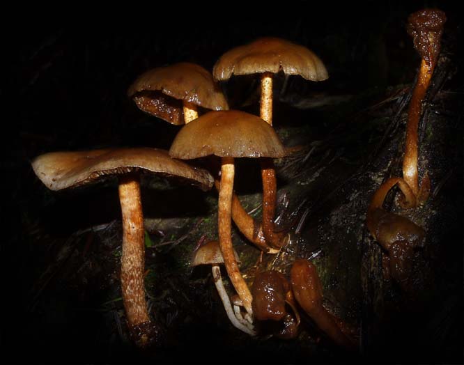 C Ribet Mycology Wild Mushroom Pictures and Fungi Kingdom Mushroom Art Prints