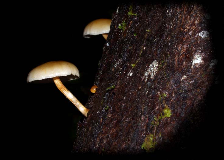C Ribet Mycology Wild Mushroom Pictures and Fungi Kingdom Mushroom Art
