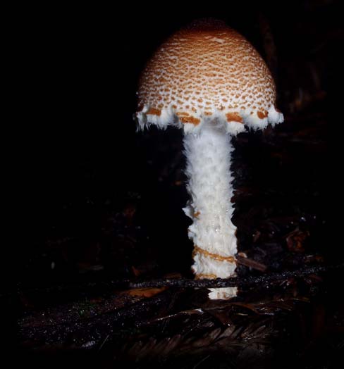 C Ribet Mycology Wild Mushroom Pictures and Fungi Kingdom Mushroom Art