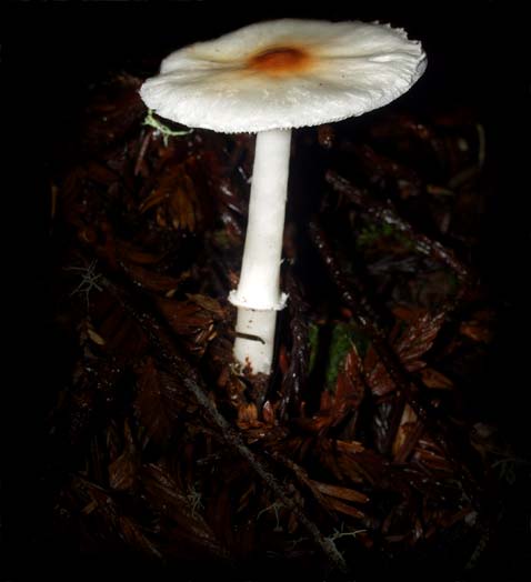 C Ribet Mycology Natural Mushroom Pictures and Fungi Kingdom Mushroom Art